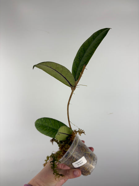 Hoya Meredithii Sp Aceh 1