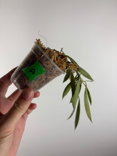 hoya tsangii albomarginata A