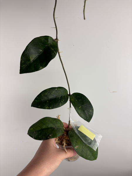 Hoya dragon heart