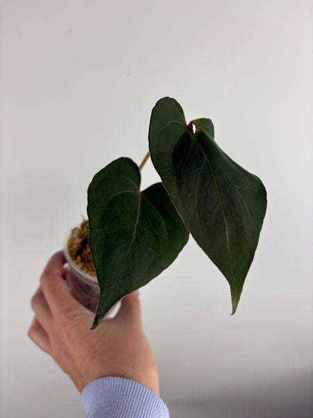 Anthurium blue papi x Michelle A