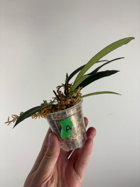 Hoya rigidifolia splash A