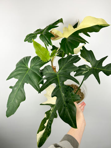 Philodendron golden dragon variegated