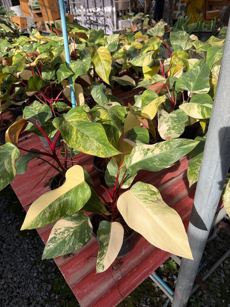 Philodendron strawberry shake
