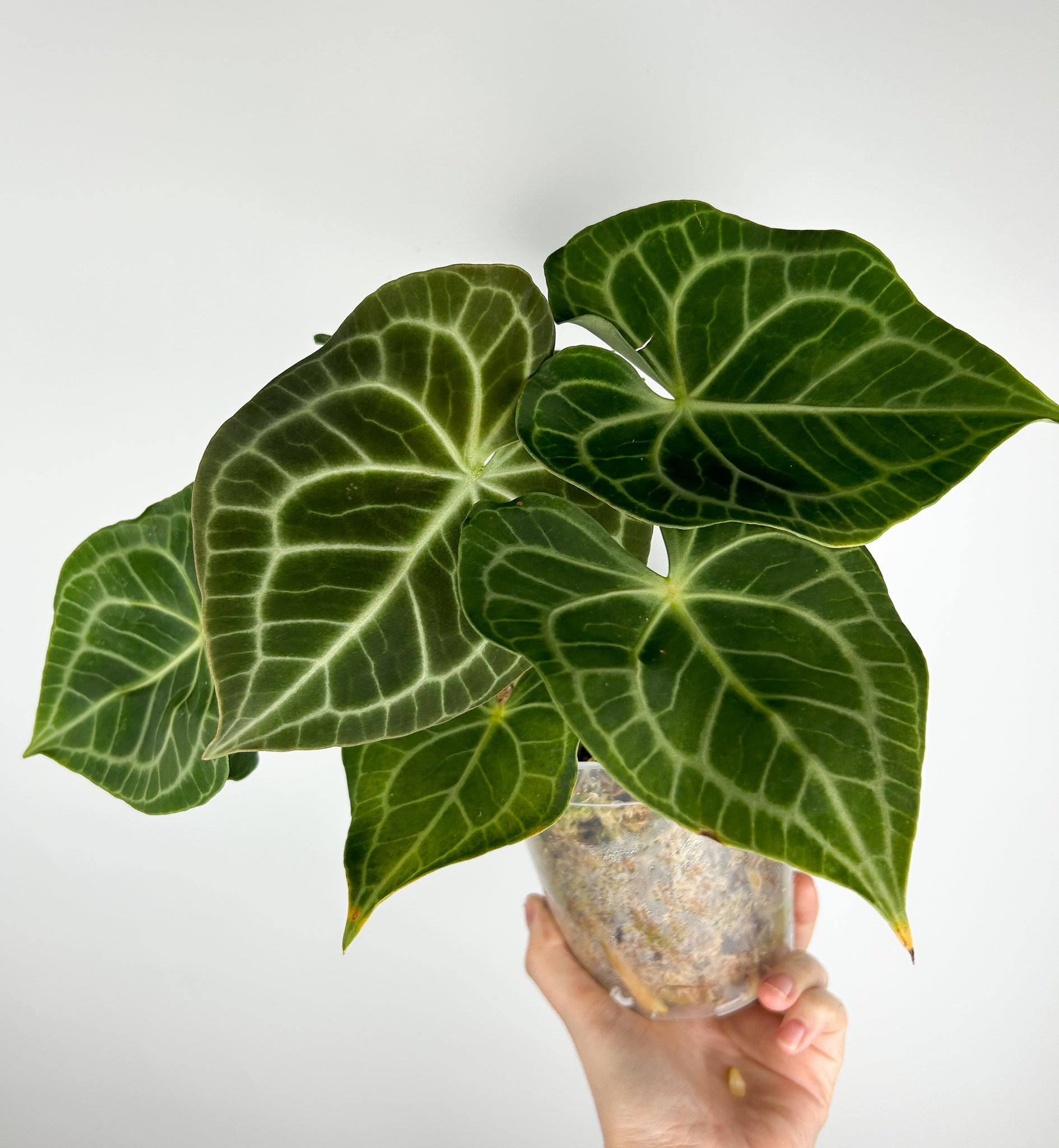 Anthurium King clarinervium hybrid C