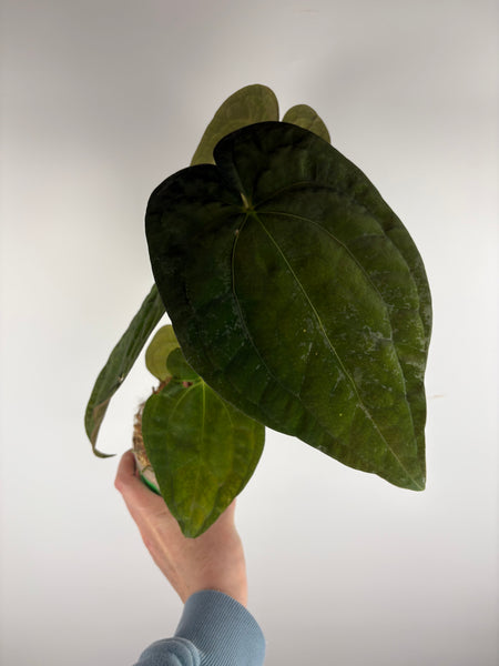 Anthurium papillilaminum x red dark phoenix A