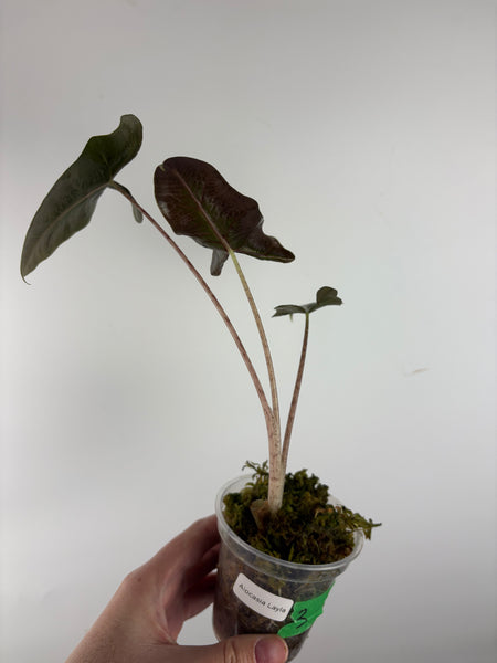 Alocasia Layla 3