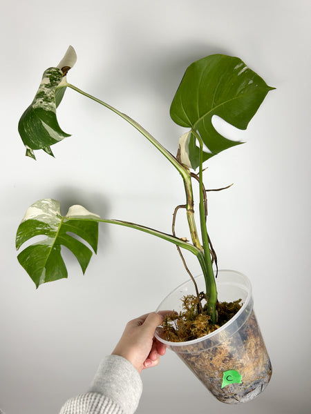 Monstera albo C