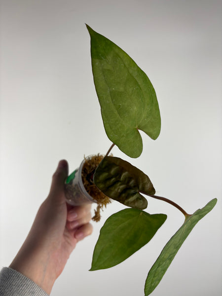 Anthurium BVIT x black sweet C