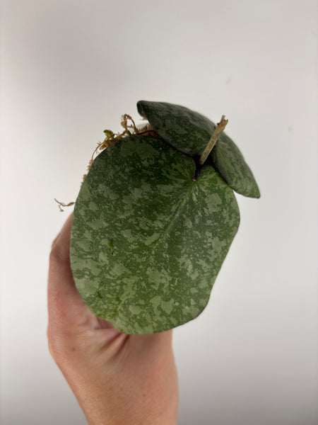 Hoya purpureofusca x imbricata A
