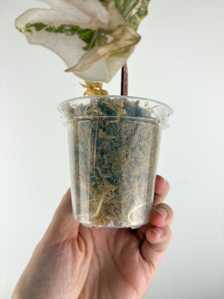 Alocasia pseudo sanderiana pink variegated A