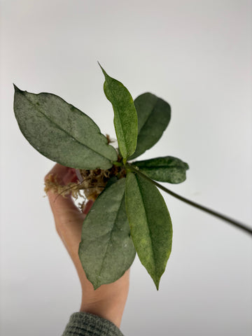 Hoya mitrata silver sp kapuas hulu 5
