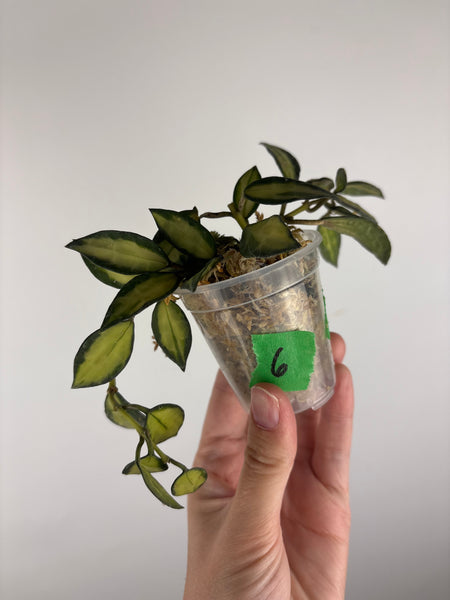 Hoya lacunosa queen midori 6