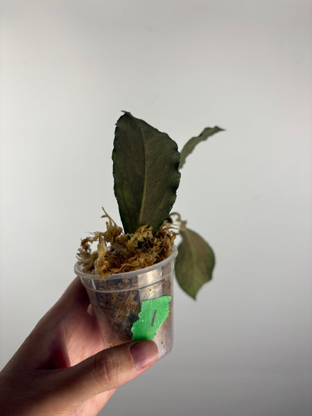 Hoya Tanggamus limau kapas 1