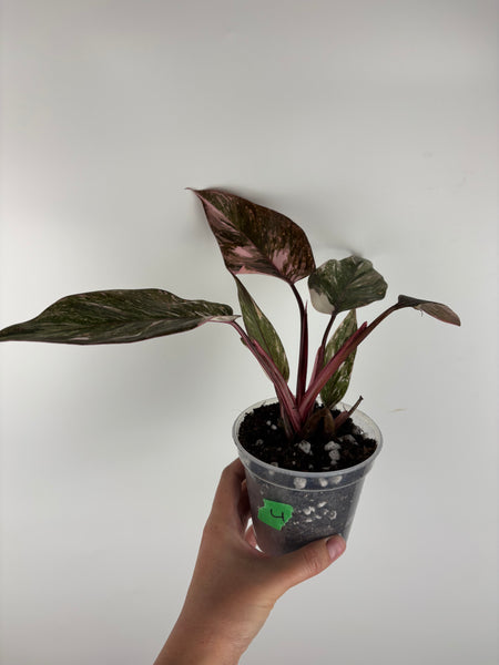 Philodendron pink princess marble galaxy 4