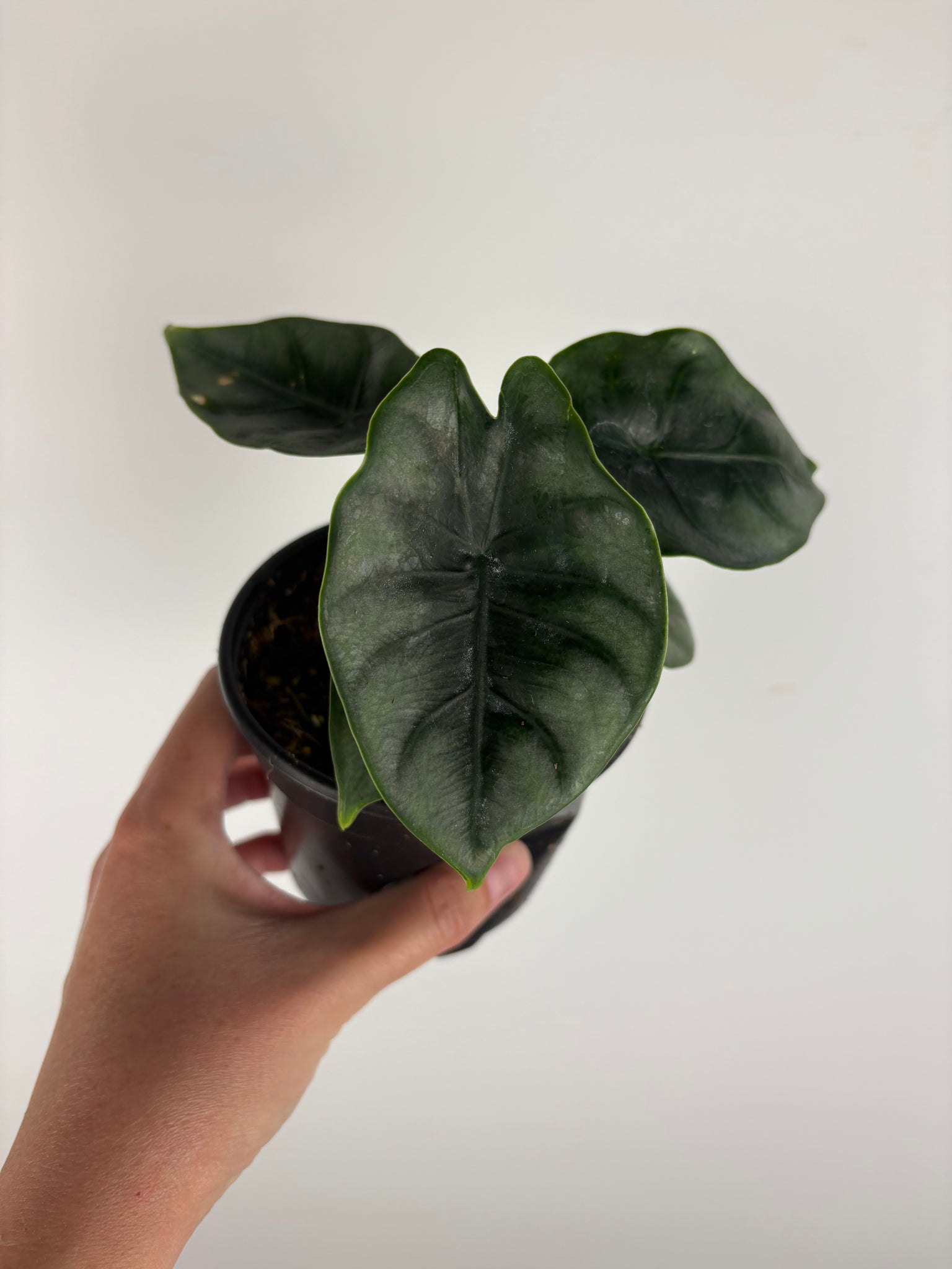 Alocasia Dewey's Reversa 4 inch