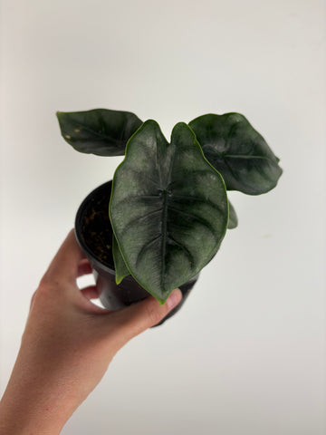 Alocasia Dewey's Reversa 4 inch