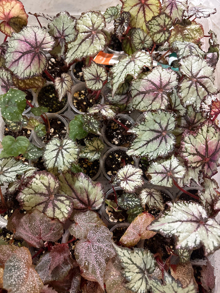 begonia robert golden