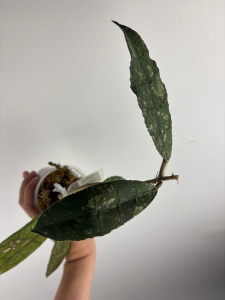 hoya clemensiorum crocodile C