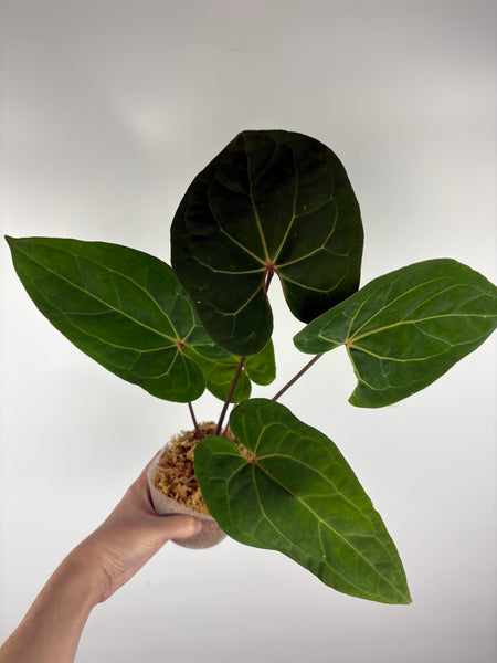 Anthurium papillilaminum x Dorayaki x RVDP