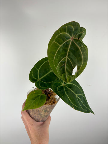 Anthurium magnificum x (Zara x Michelle)