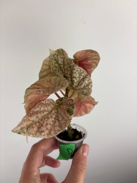 begonia snow capped variegated D