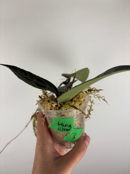 Hoya Tanggamus Albomarginata 3