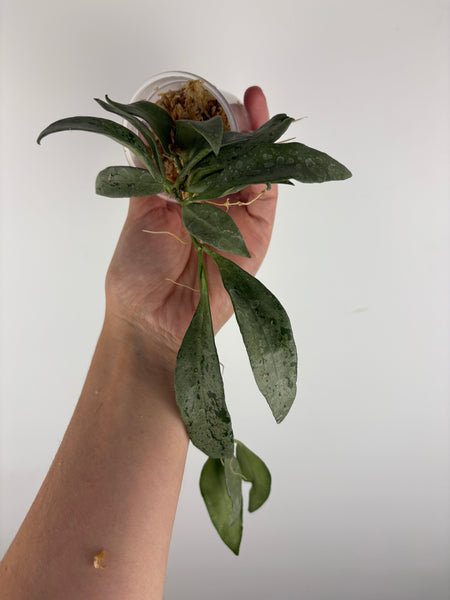 hoya lacunosa silver silvana 3