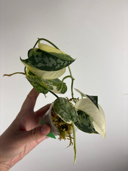 Scindapsus Mayari