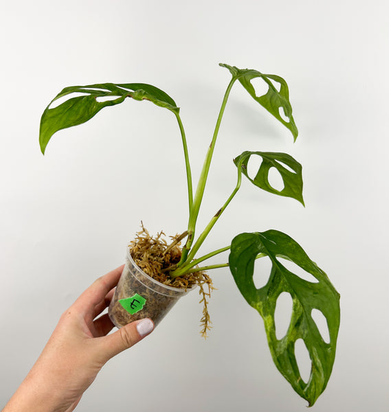 Monstera adansonii indo mint/marble E