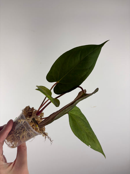 Anthurium BVIT x black sweet G