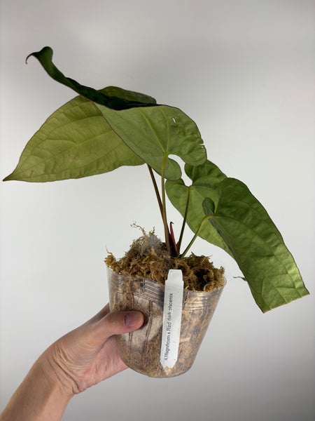 Anthurium magnificum x red dark phoenix
