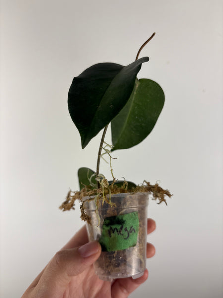 hoya Megalaster