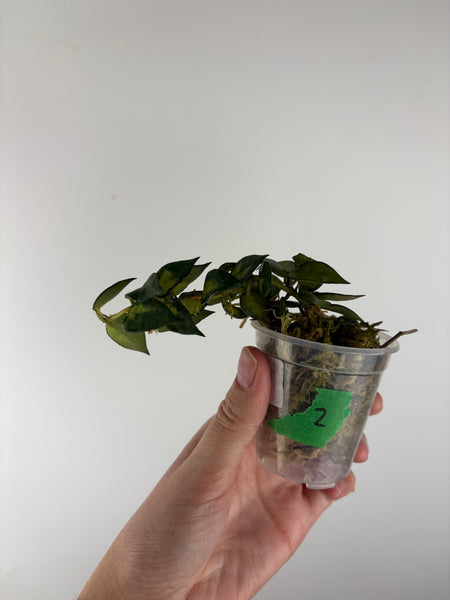 Hoya lacunosa golden flame 2