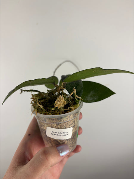 hoya caudata sparkling snow A
