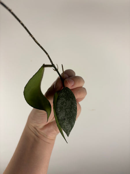 hoya caudata sparkling snow cutting