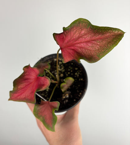 Caladium fairytale princess 4 inch