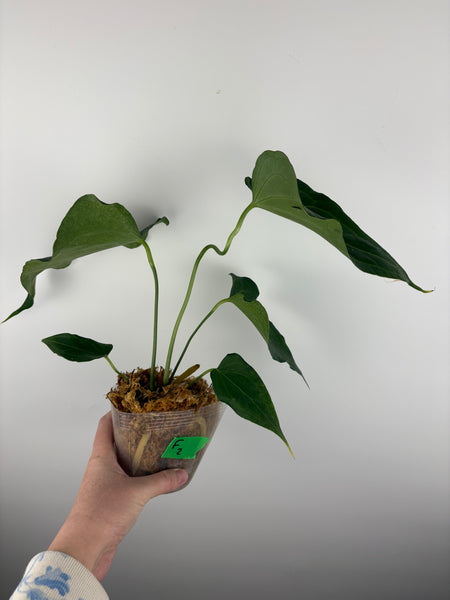 Anthurium delta force F2