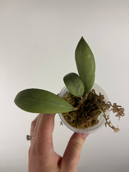 hoya erythrostemma silver as is