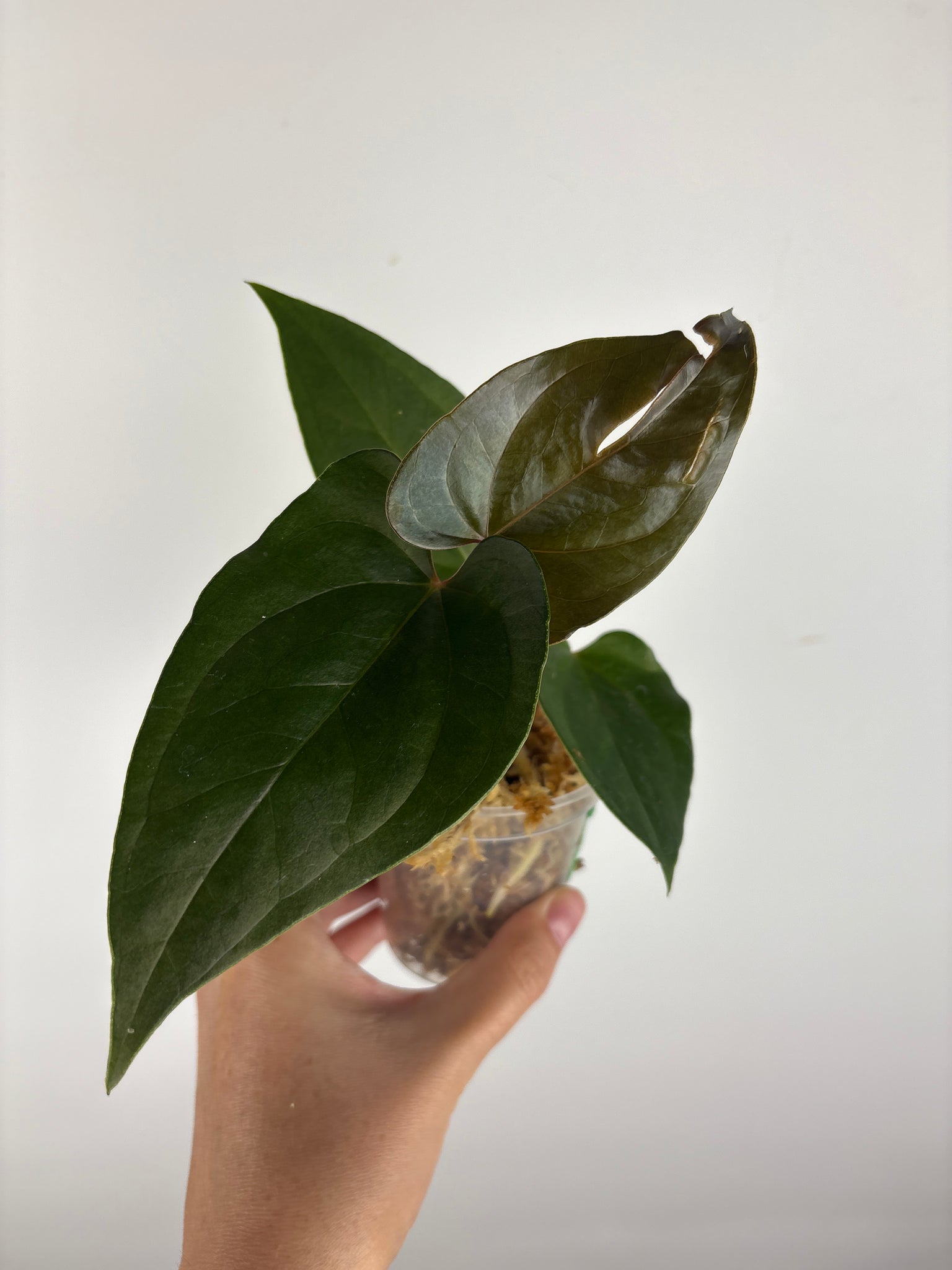 Anthurium King of Spades x luxurians 1