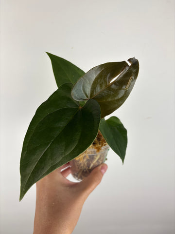 Anthurium King of Spades x luxurians 1