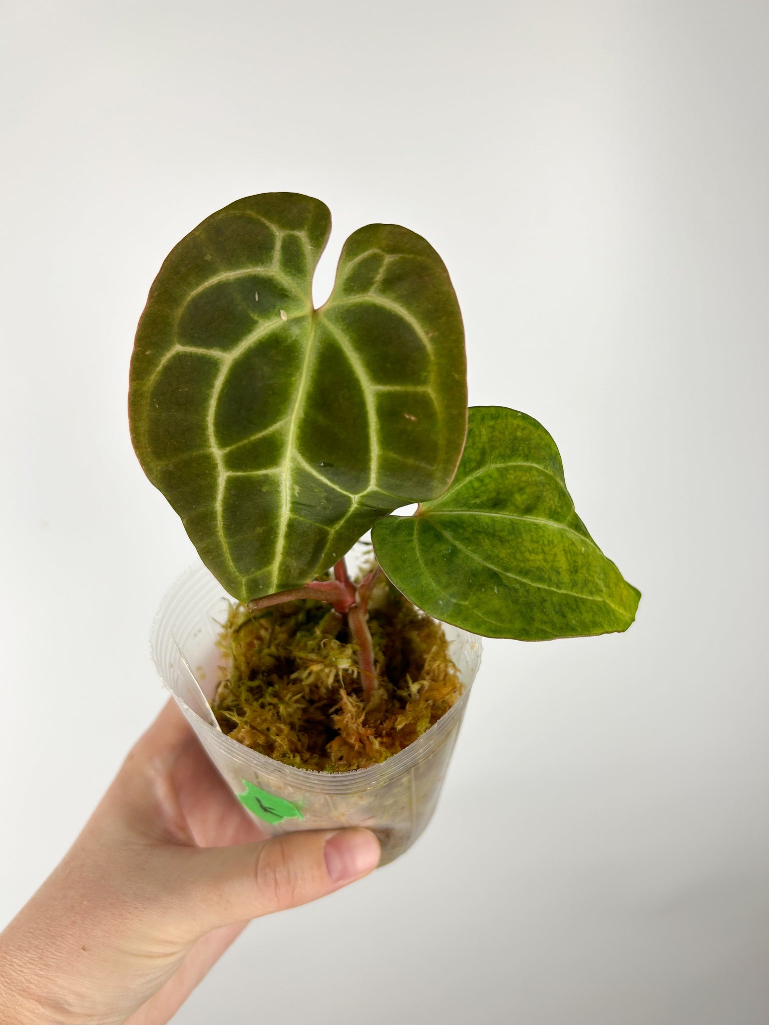 Anthurium Besseae aff x Besseae aff K (Thailand)