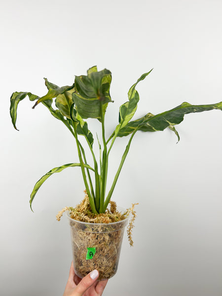 Spathiphyllum variegated A