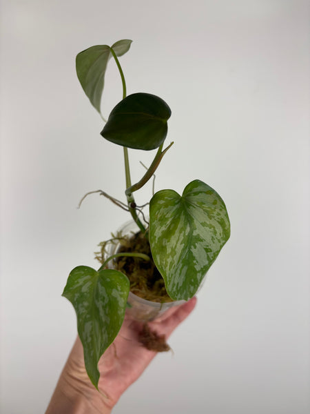 Philodendron Radiatum x brandtianum B
