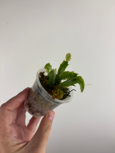Variegated Schlumbergera