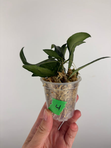 hoya lacunosa silver silvana 4