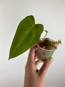 Anthurium legend x fort sherman 7