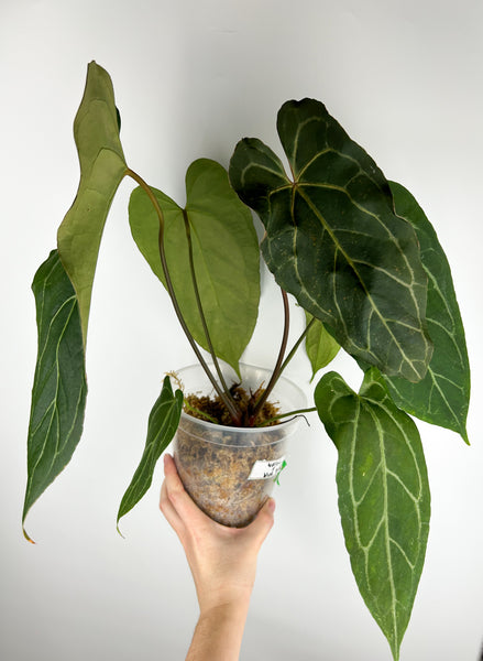 Anthurium warocqueanum x blue papillilaminum A