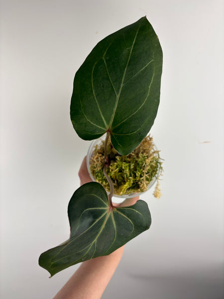 Anthurium blue papi x Michelle C