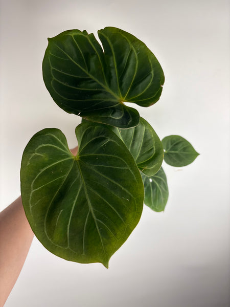 Anthurium king of spades C multi growth