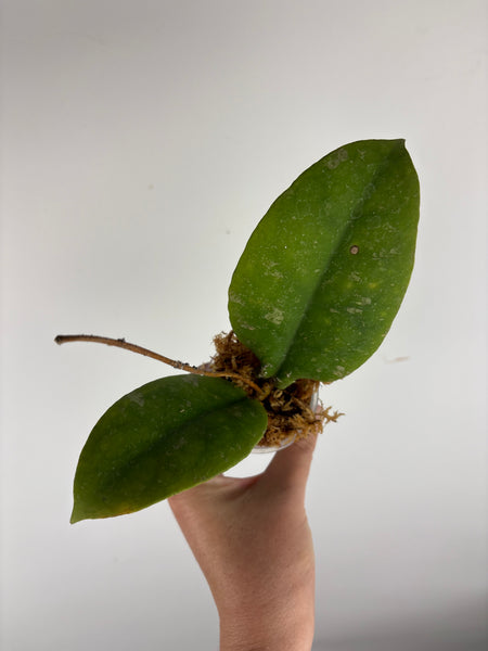 Hoya Mitrata purple A